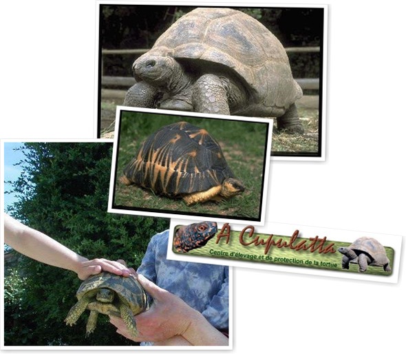A Cupulatta - Europas größter Schildkrötenpark